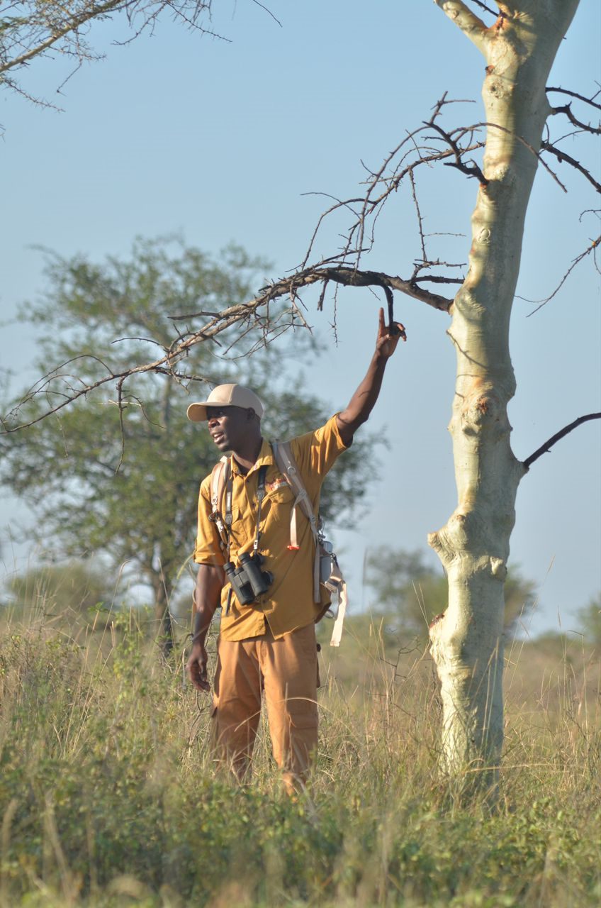Paius standing near a tree in grassland