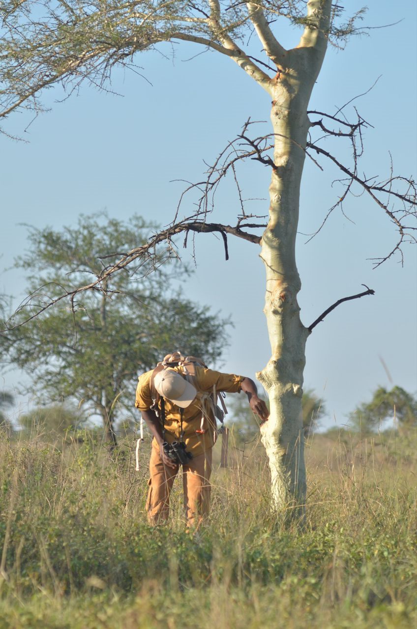 Paius studying vegetation near a tree