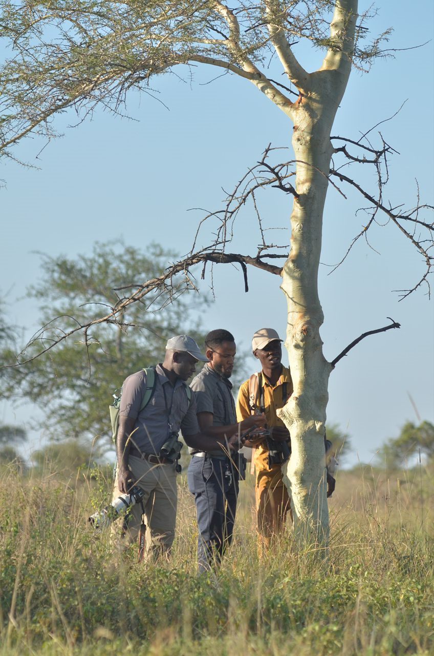 Paius and guests observing a tree in grassland