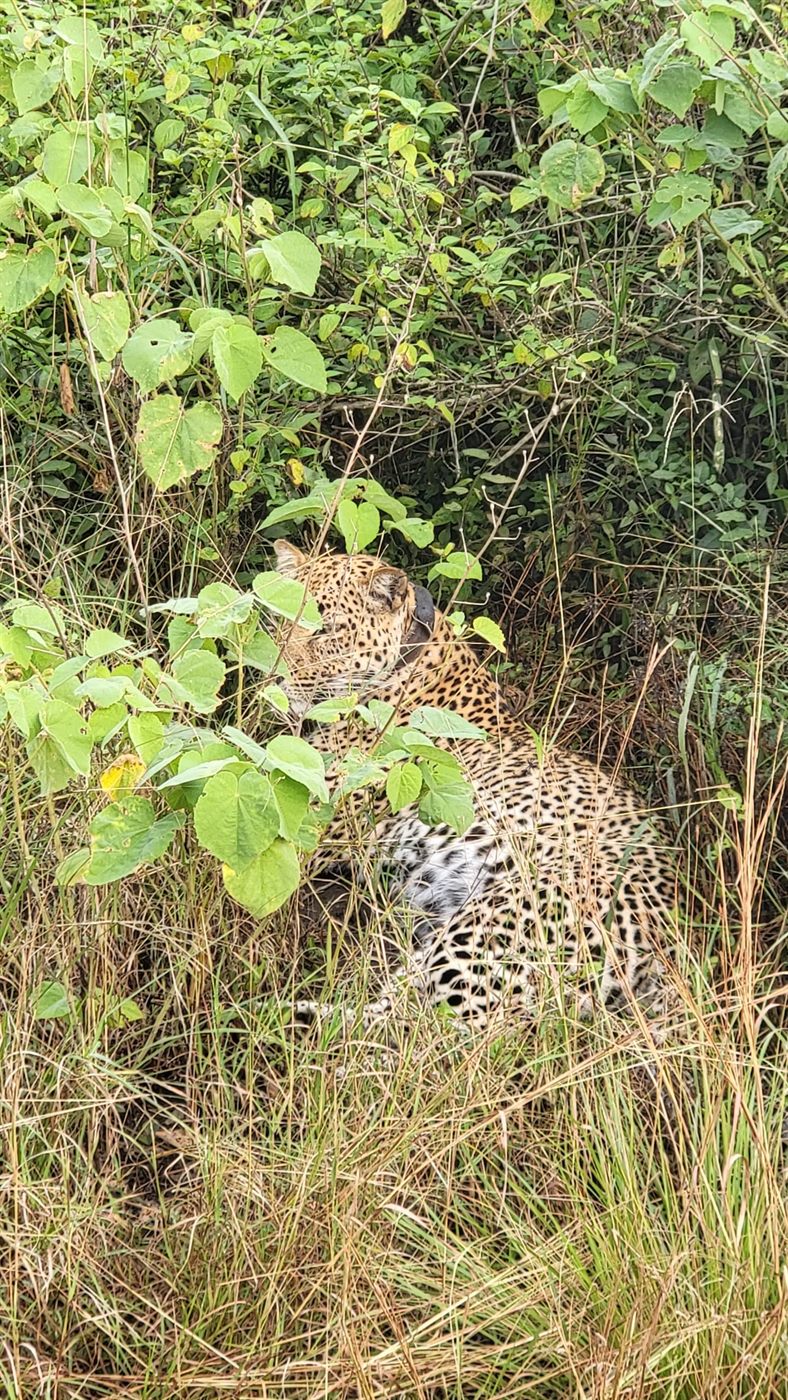 Leopard partly hidden in vegetation